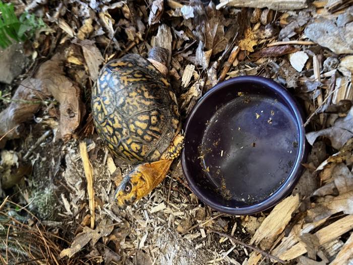 An eastern box turtle with a yellow-patterned shell and orange head, on wood chips beside a shallow purple water dish.