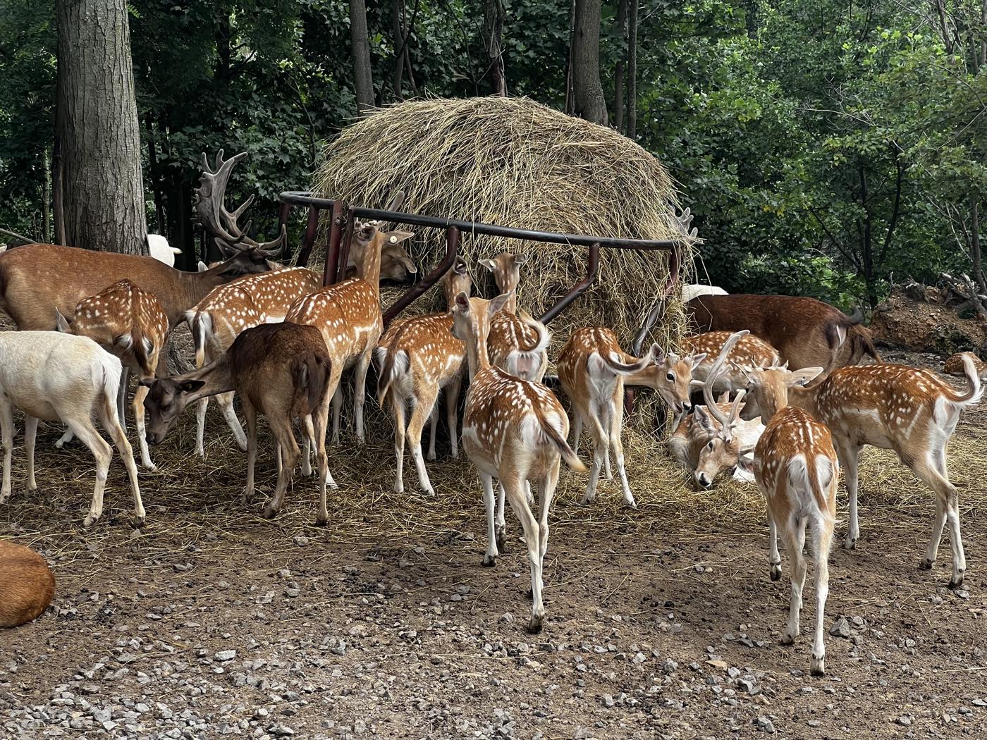 A herd of spotted fallow deer crowded around a round hay bale in a feeder, in a wooded dirt pen.
