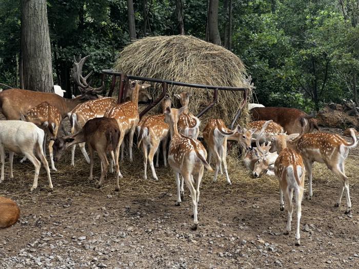 A herd of spotted fallow deer crowded around a round hay bale in a feeder, in a wooded dirt pen.