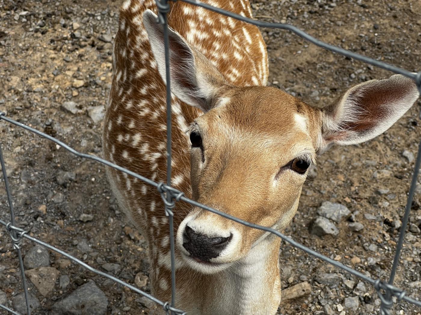 A young spotted fallow deer with large ears looking directly through a wire fence at close range.