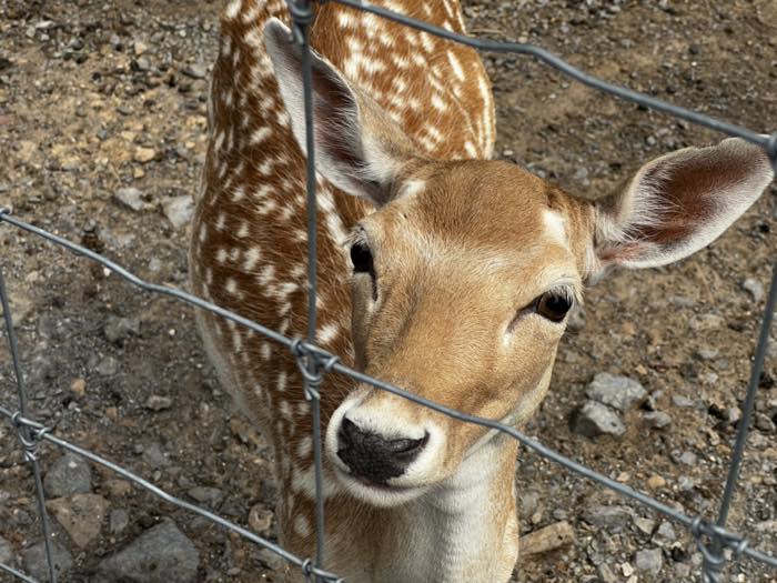 A young spotted fallow deer with large ears looking directly through a wire fence at close range.