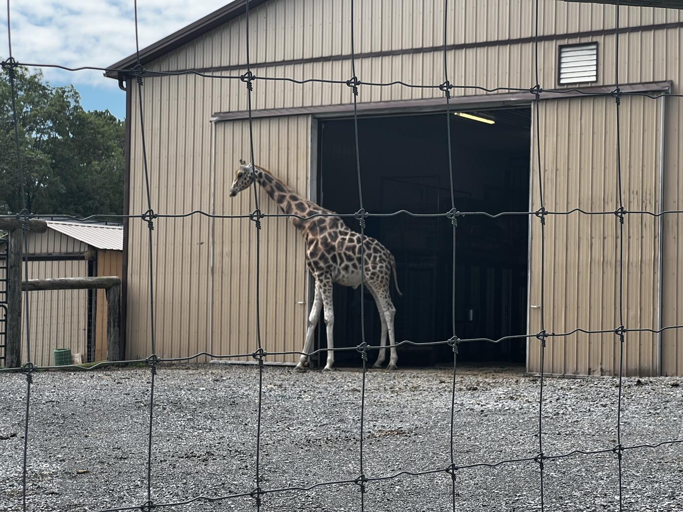 A giraffe standing on gravel in front of an open barn door, photographed through a wire fence.