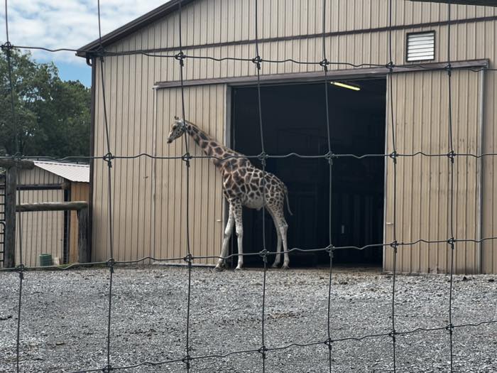 A giraffe standing on gravel in front of an open barn door, photographed through a wire fence.