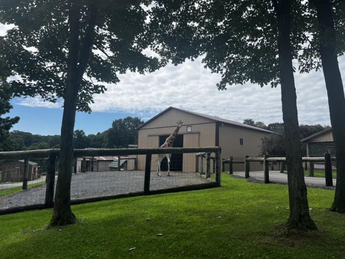 The giraffe enclosure seen from a grassy slope, with a split-rail fence in front and a tan barn behind.