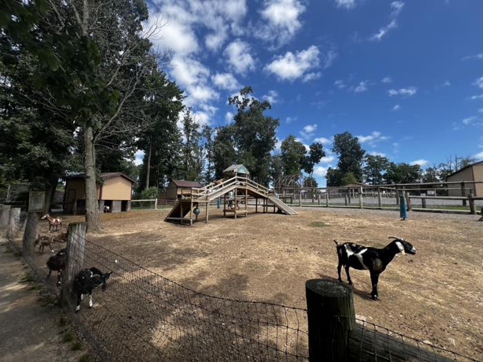 A wooden climbing ramp signed Goat Mountain in a large dirt yard, with goats standing along the fence in the foreground.