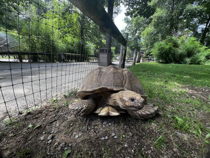 A very large tortoise resting on bare earth beside a wire fence, with a paved path and trees behind it.