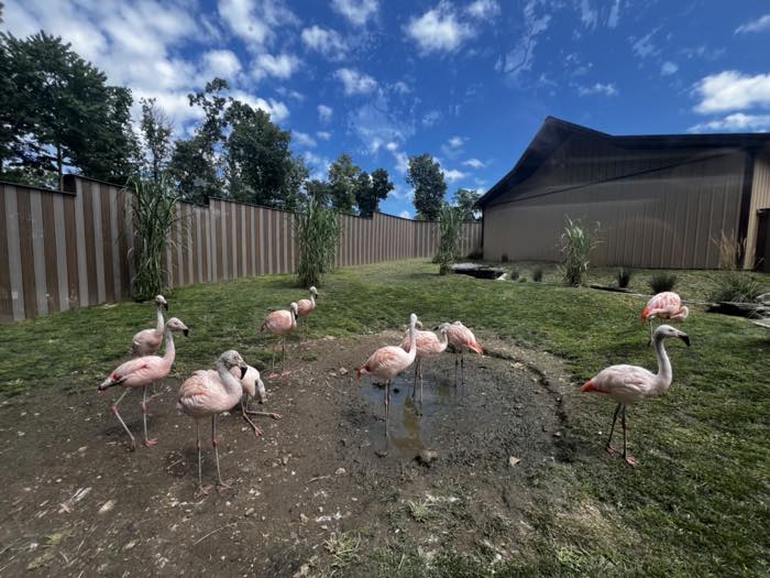 A dozen pink flamingos standing around a shallow muddy pool in a grassed enclosure under a blue sky.