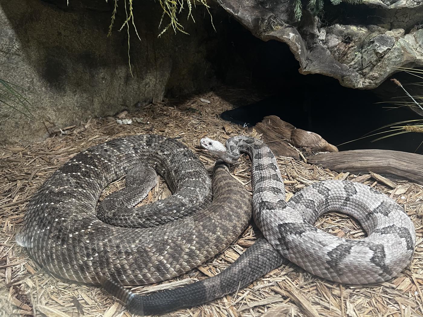 Two large rattlesnakes coiled together on straw bedding inside a reptile enclosure.