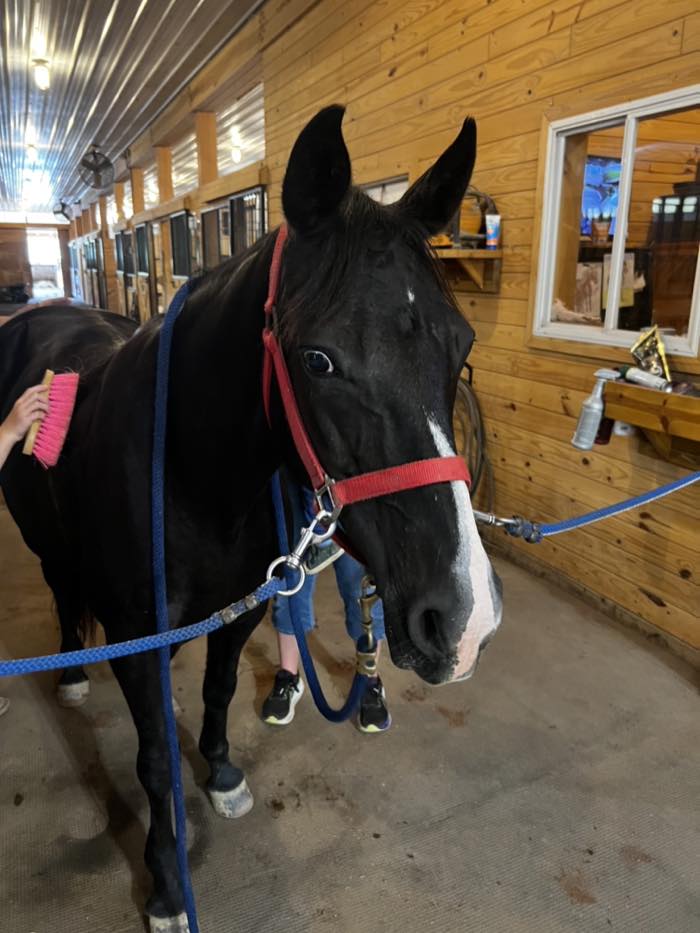 A black horse in a red halter standing on rubber matting in a pine-lined barn aisle, being brushed, with stalls receding behind.