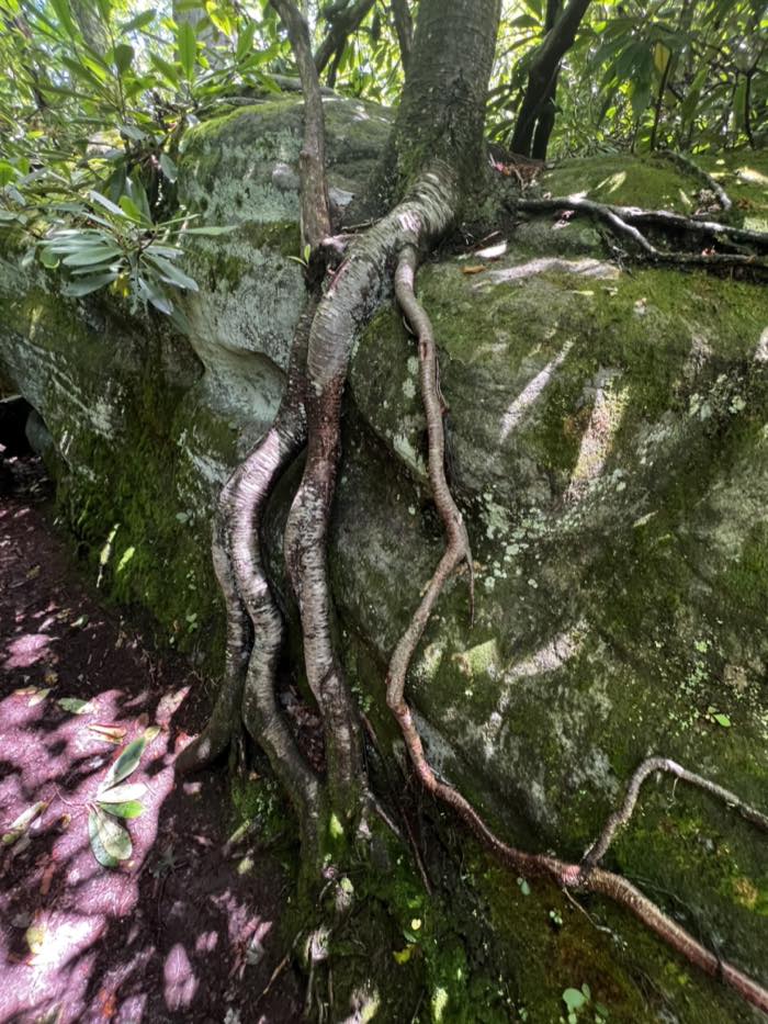 A tree growing directly out of a large moss-covered sandstone boulder, its roots running down the rock face, with rhododendron around it.
