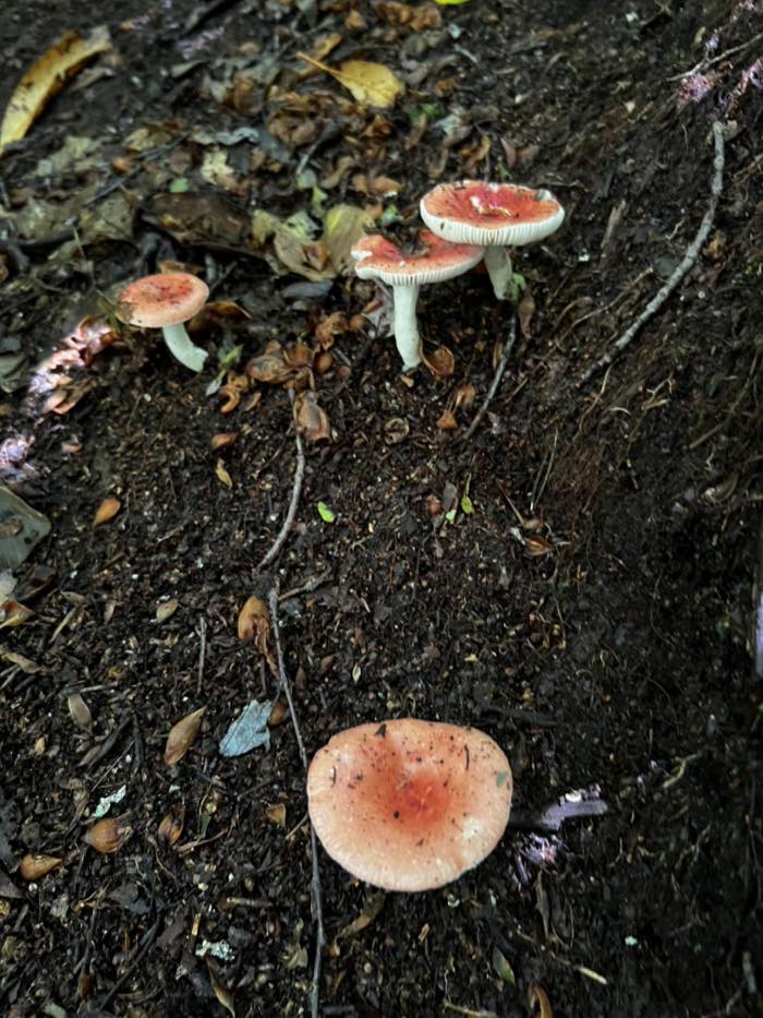Several pink-capped Russula mushrooms growing on dark leaf litter on the forest floor.