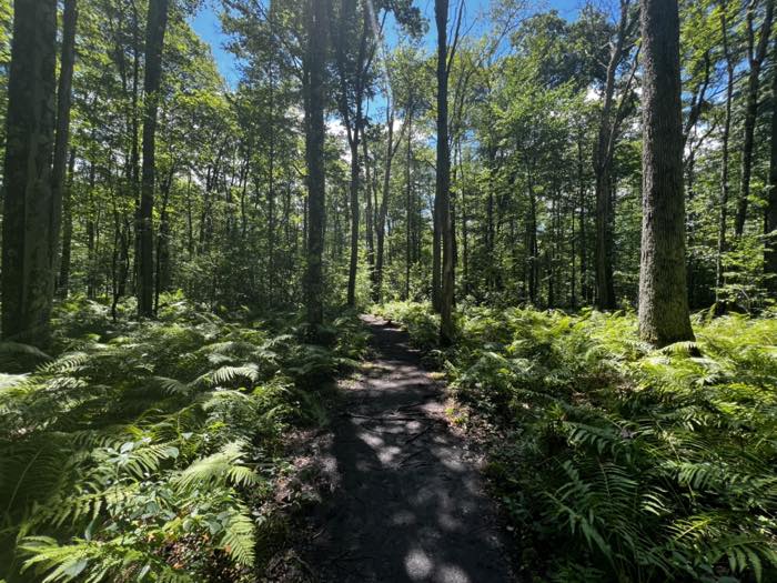 A narrow earth footpath running through open hardwood forest, banked on both sides by dense waist-high ferns, with sunlight coming through the canopy.