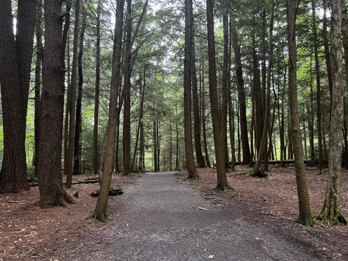 A wide, level crushed-stone path running straight through tall hemlock woods, with needle-covered ground on both sides.