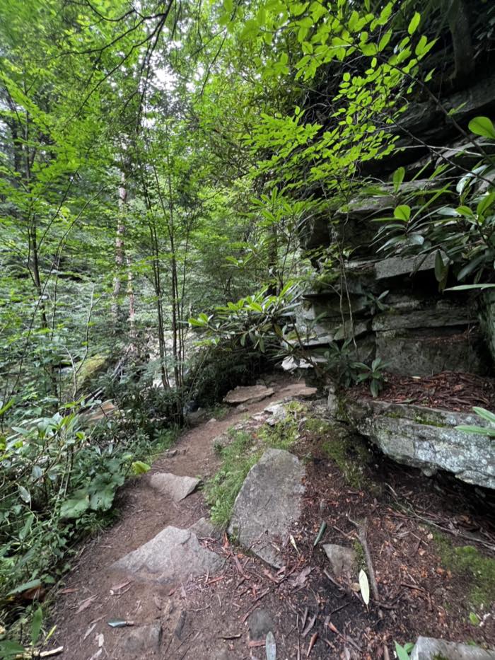 A narrow dirt trail with rock steps running beside a layered rock ledge hung with rhododendron, under a canopy of hemlock and birch.