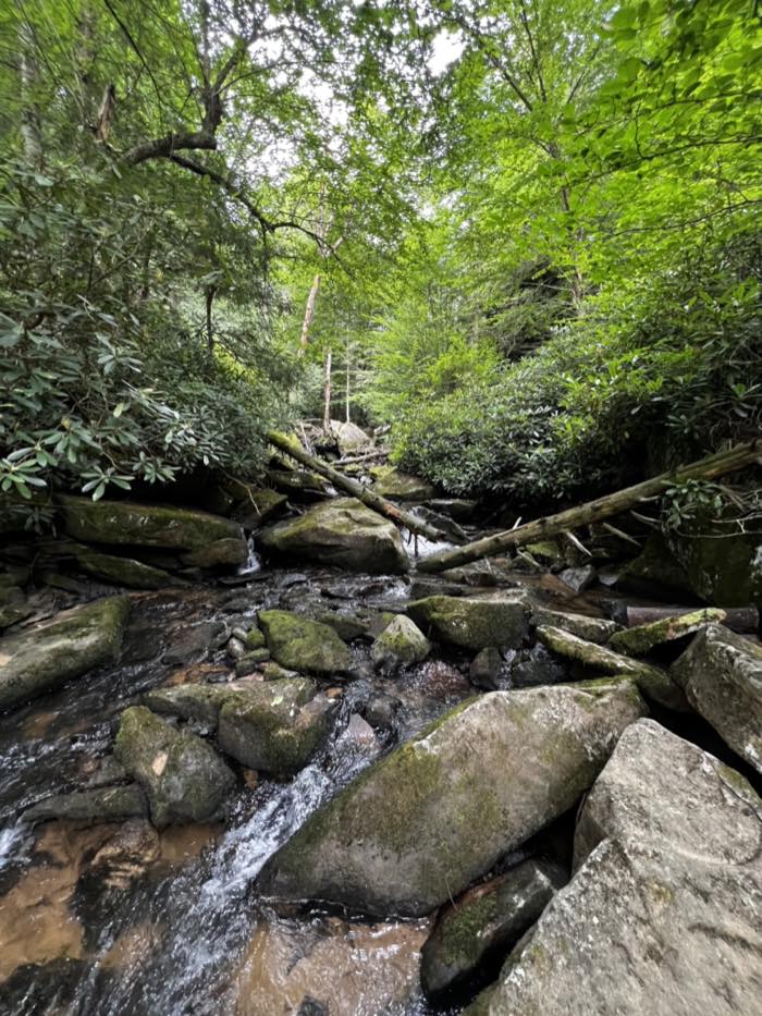 A small stream running through a jumble of moss-covered boulders below a steep wooded bank of hemlock and rhododendron.