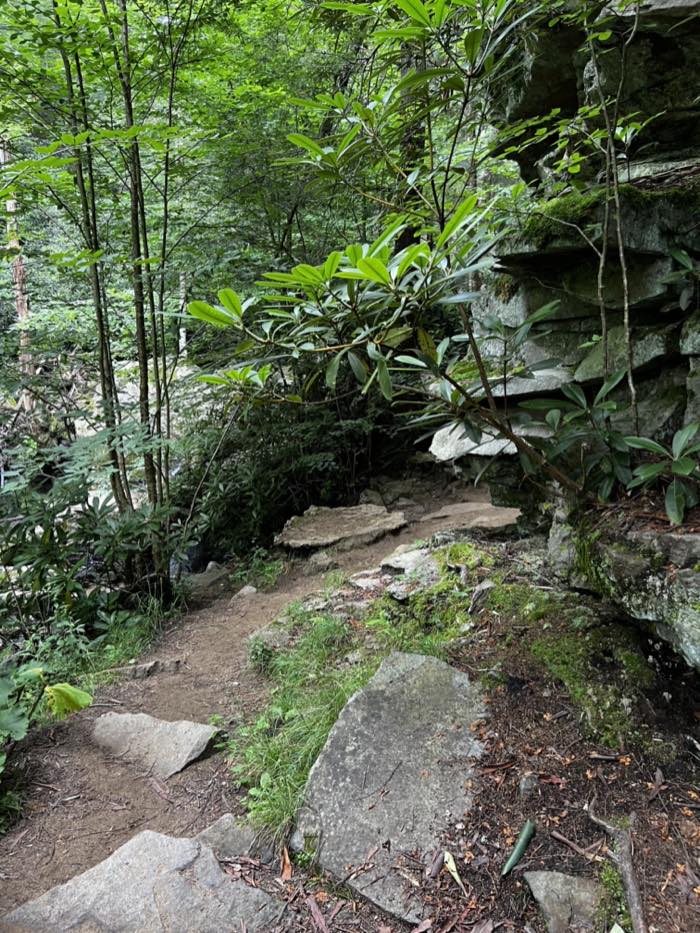 A close view of a mossy layered rock overhang with rhododendron growing out of the cracks and a leaf-covered path at its base.